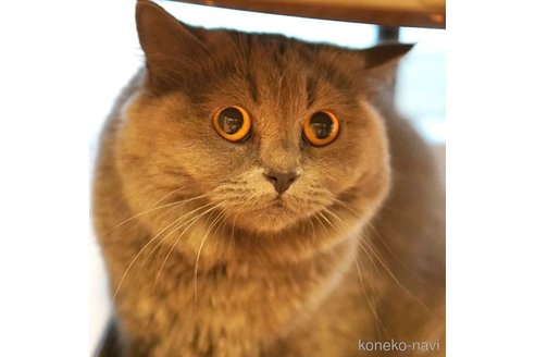 おはぎちゃん1枚目